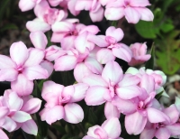 semi double pale pink flowers